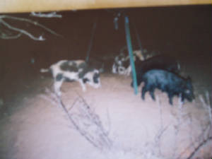 picture009.jpg