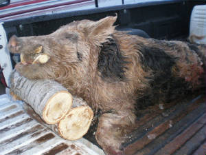 pig1.jpg